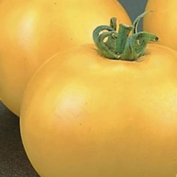 Tomato Slicer 'Lemon Boy' - 3½" pot