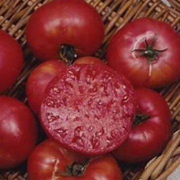 Tomato Heirloom 'Mortgage Lifter' - 3½" pot