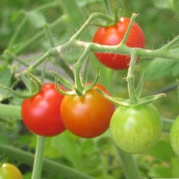 Tomato Cherry 'Super Sweet 100' - 3½" pot