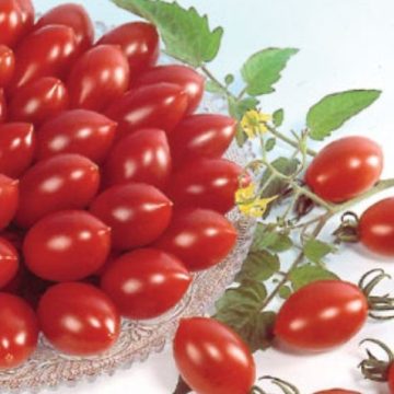 Tomato Cherry 'Sugary' - 3½" pot