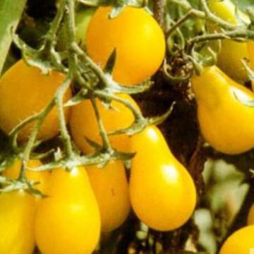Tomato Heirloom 'Yellow Pear' - 3½" pot
