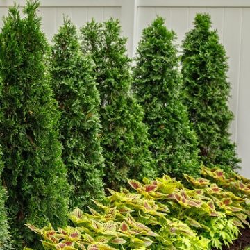 NORTH POLE® ARBORVIATE, SIZE #5