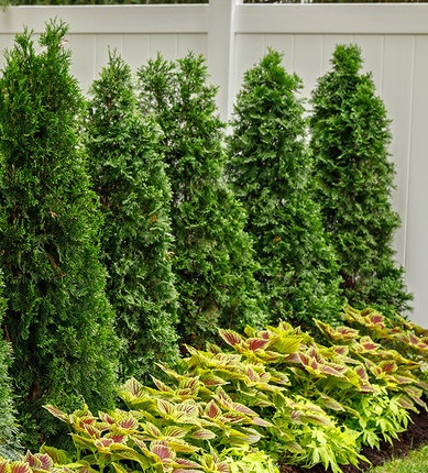 product-1125-1759491377-MO075055