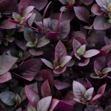 Alternanthera 'Purple Prince' - 4 1/3" pot