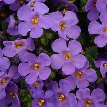 Bacopa MegaCopa™ Blue - 4 1/3" pot