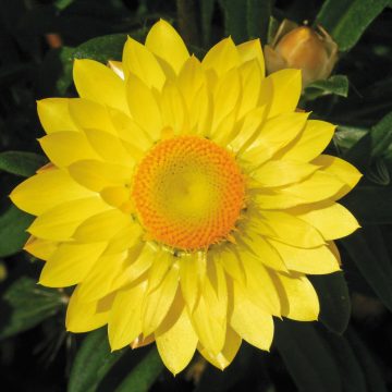 Bracteantha Mohave™ Yellow - 4 1/3" pot