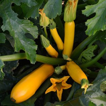 Zucchini 'Easy Pick Gold II' - 3½" pot