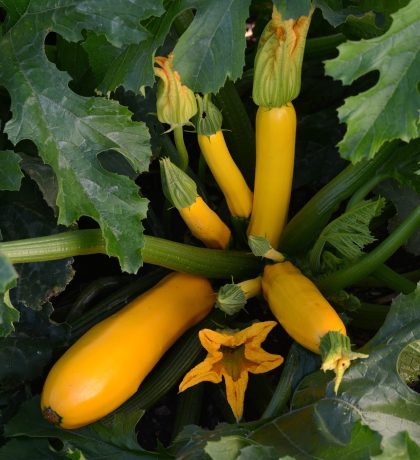 product-112684-1759507811-ZUCEAS860-35WP