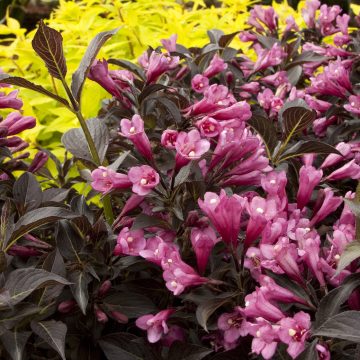 DARK HORSE WEIGELA, SIZE #2