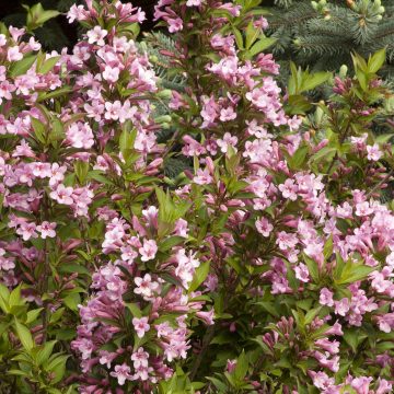 PINK POPPET WEIGELA, SIZE #2