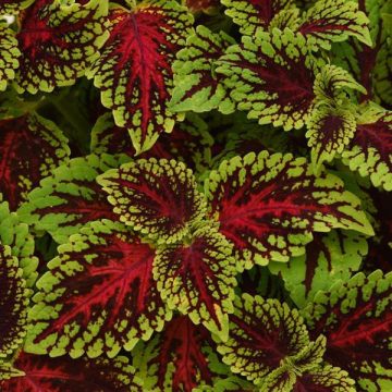 Coleus Dragon Heart - 4 1/3" pot