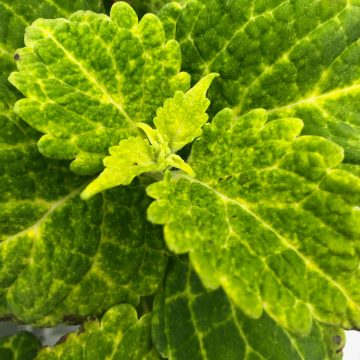 Coleus Electric Lime® - 4 1/3" pot