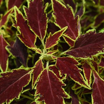 Coleus Flame Thrower Chipotle - 4 1/3" pot