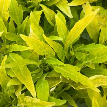 Coleus FlameThrower™ Salsa Verde - 4 1/3" pot