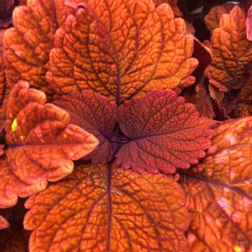 Coleus Inferno - 4 1/3" pot