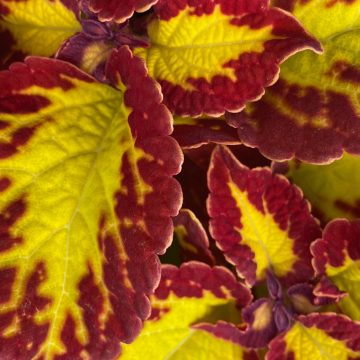 Coleus Stained Glassworks ™ Velvet - 4 1/3" pot