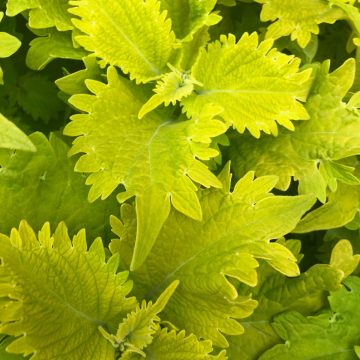 Coleus Wasabi - 4 1/3" pot