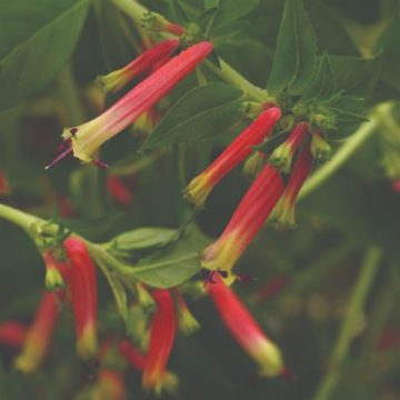 Cuphea 'Honeybells' - 4 1/3" Pot