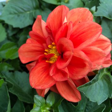 Dahlia Dahlietta® Rachel - 4 1/3" pot