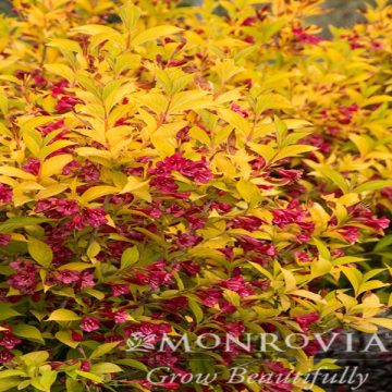 GOLDEN JACKPOT® WEIGELA, SIZE #2
