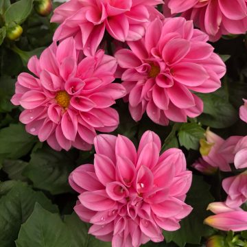 Dahlia Dahlietta® Emily - 4 1/3" pot