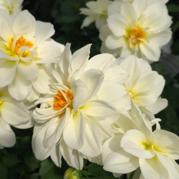 Dahlia Dahlietta® Blanca - 4 1/3" pot