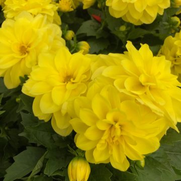 Dahlia Dahlietta® Julia Yellow - 4 1/3" pot