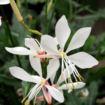 Gaura Sparkle White - 4 1/3" pot