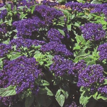 Heliotrope Midnight Sky - 4 1/3" pot