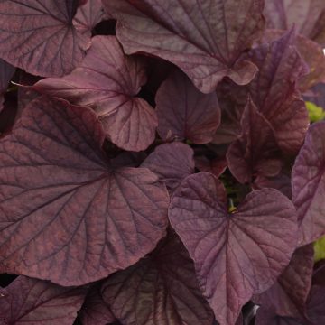 Ipomoea Solar Power Red Heart, Sweet Potato Vine-4