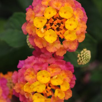 Lantana Lucky™ Sunrise Rose - 4 1/3" pots