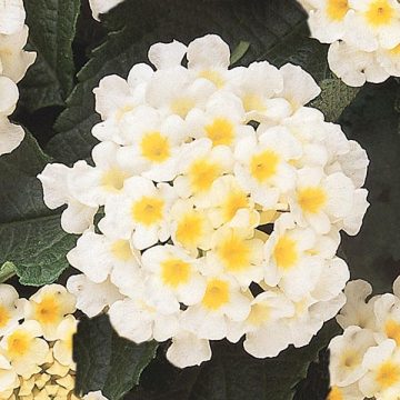 Lantana Lucky™ White - 4 1/3" pots