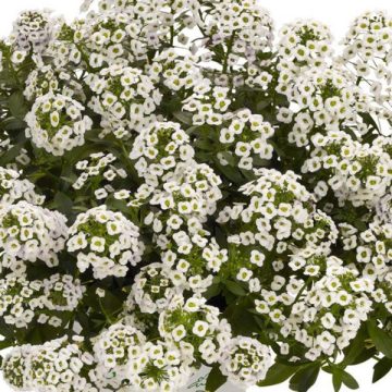 Alyssum Lobularia Stream™ White - 4 1/3" pots