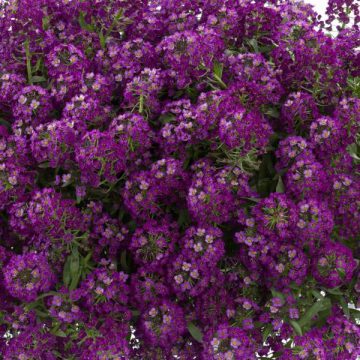 Alyssum Lobularia Stream Purple - 4 1/3" pots