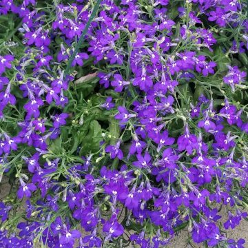 Lobelia Hot® Blue- 4 1/3" pots