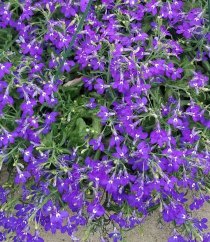 product-113096-1759486838-LOBHOT501-43WP