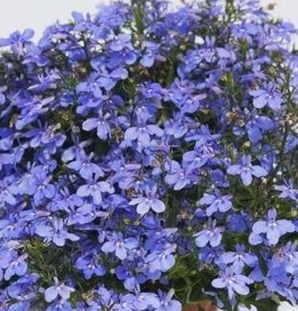 product-113097-1759486839-LOBHOT505-43WP