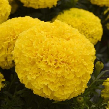 Marigold Marvel II Yellow- 4 1/3" pot