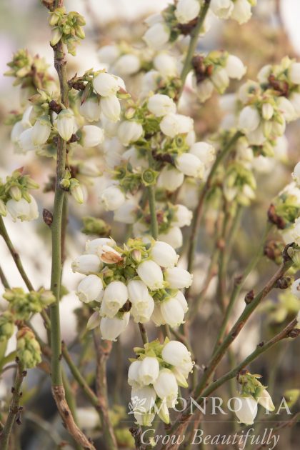 BLUEBERRY JELLY BEAN #2 VACCINIUM