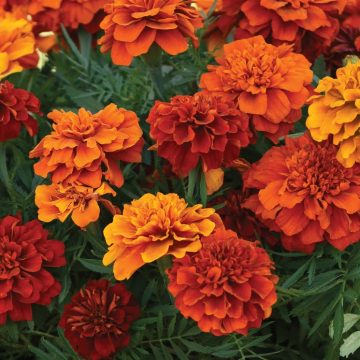 Marigold French 'Fireball' - 4 1/3" pots