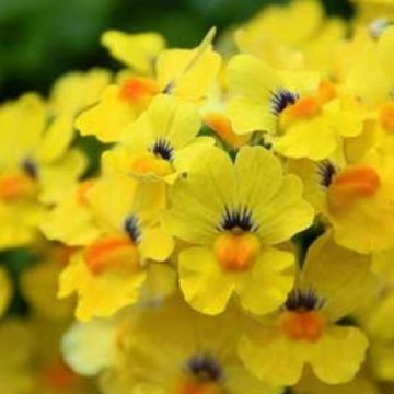 Nemesia Babycakes™ Little Banana - 4 1/3" Pot