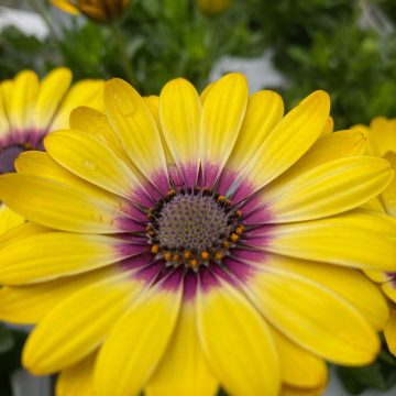 Osteospermum Blue Eyed Beauty - 4 1/3" pot