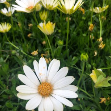 Osteospermum Voltage™ White - 4 1/3" pot