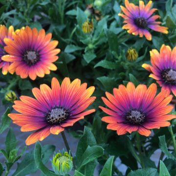 Osteospermum Zion™ Purple Sun - 4 1/3" pot