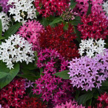 Pentas Lucky Star® Mix - 4 1/3" pot