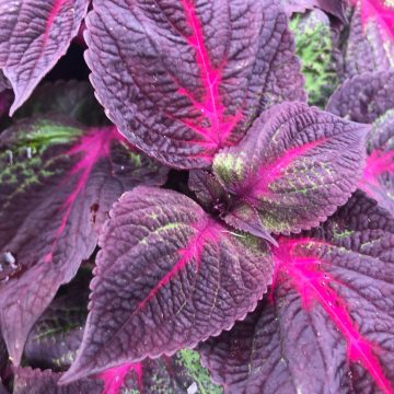 Perilla Magilla® Purple- 4 1/3" pot