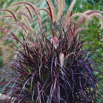 Pennisetum Rubrum, Purple Fountain Grass - 4 1/3"