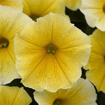 Petunia Bee's Knee Yellow - 4 1/3" pot