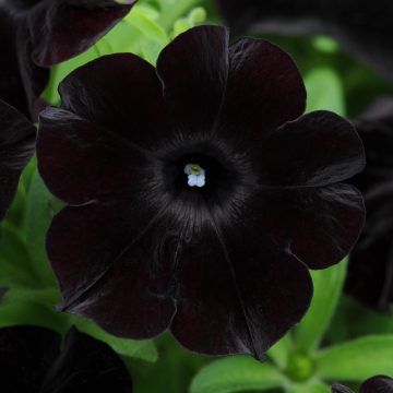 Petunia Black Magic - 4 1/3" pot