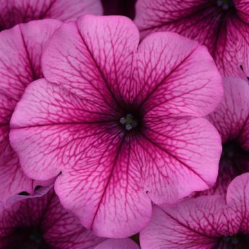 Petunia Easy Wave® Rose Fusion- 4 1/3" pot
